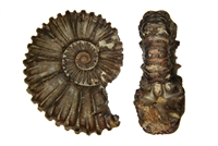 Colombiceras crassicostatum